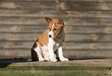 BASENJI 157